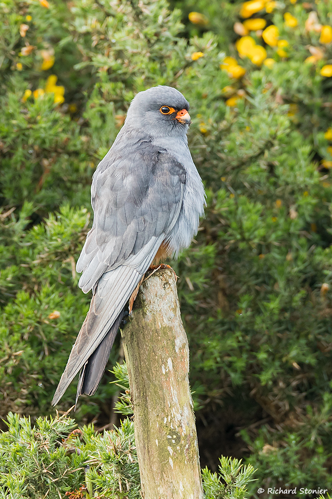 Red-footed Falcon