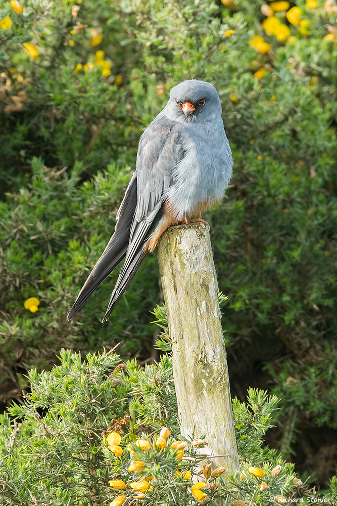 Red-footed Falcon
