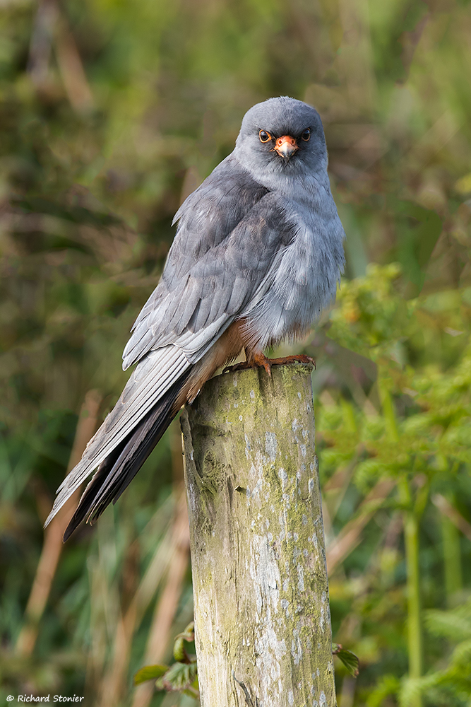 Red-footed Falcon