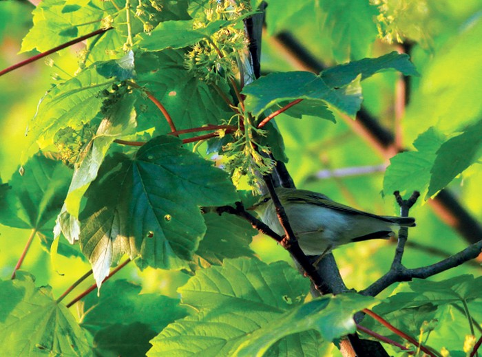 Wood Warbler