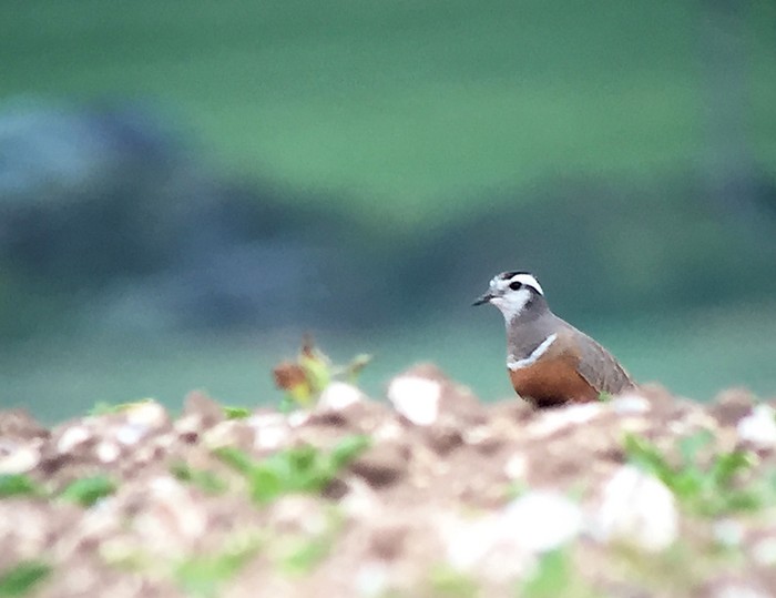 Dotterel