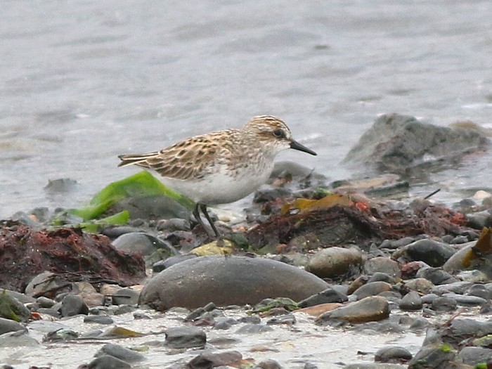 Semipalmated Sandpiper