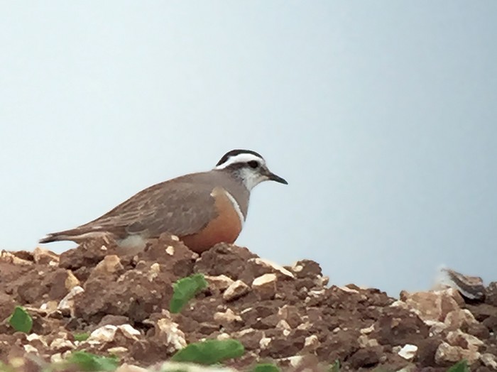 Dotterel