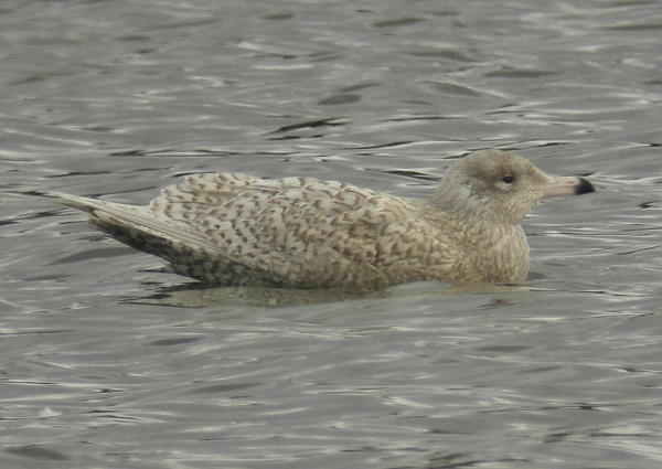 Glaucous Gull