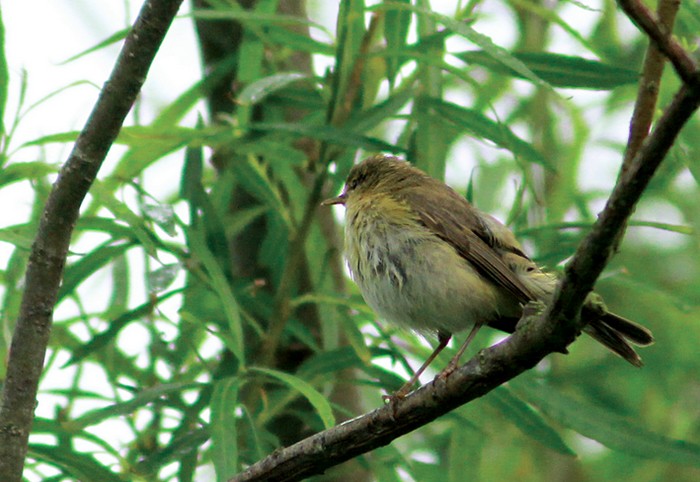 Iberian Chiffchaff