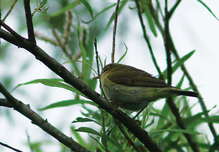 Iberian Chiffchaff