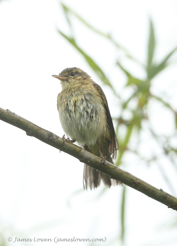 Iberian Chiffchaff