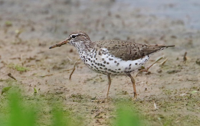 Spotted Sandpiper