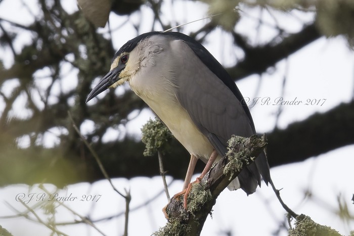 Night Heron