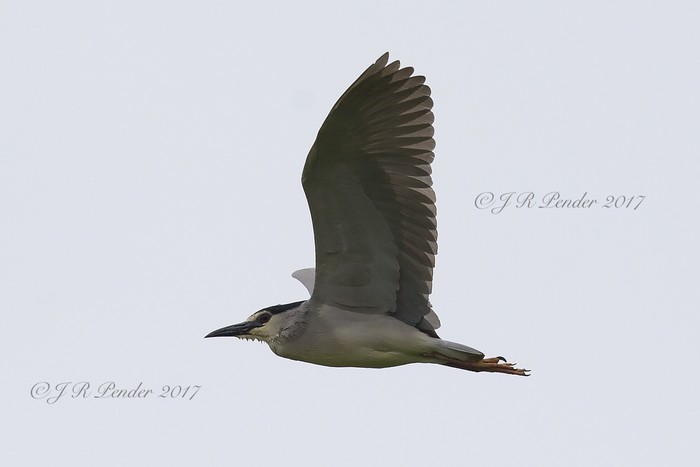 Night Heron