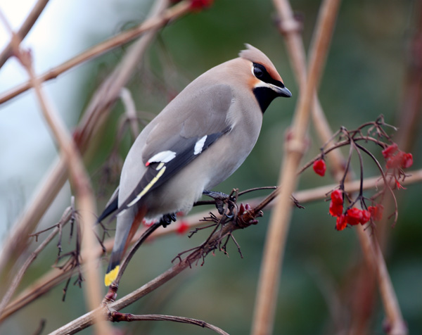 Waxwing