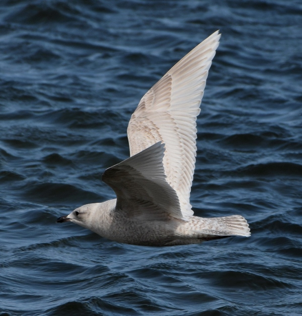 Kumlien's Gull