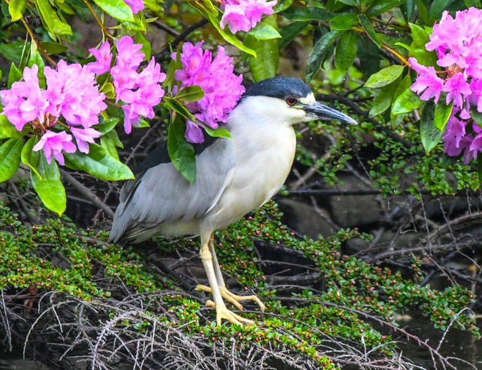 Night Heron