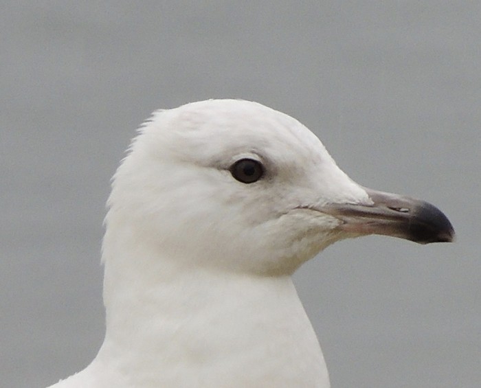 Iceland Gull
