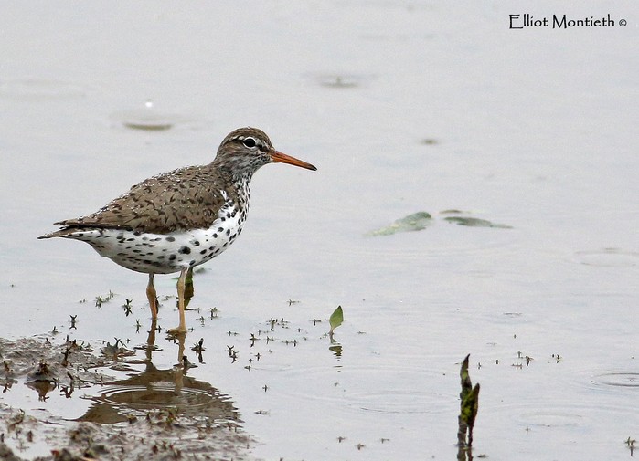 Spotted Sandpiper