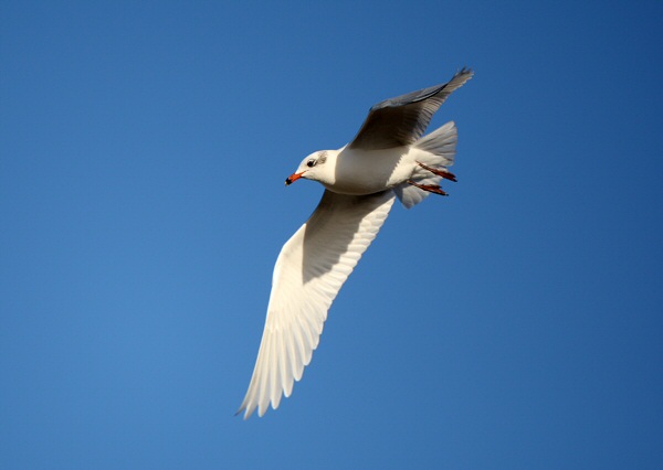 Mediterranean Gull