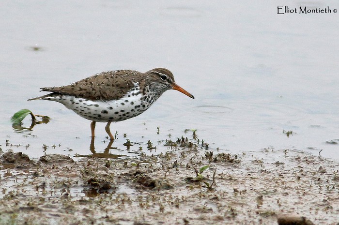 Spotted Sandpiper