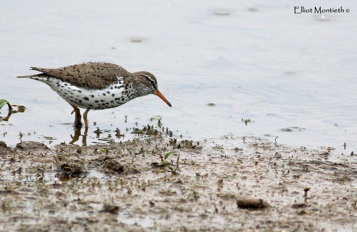 Spotted Sandpiper
