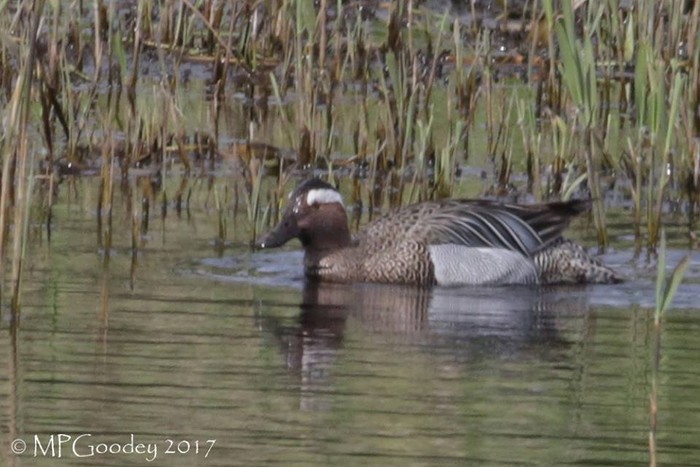 Garganey