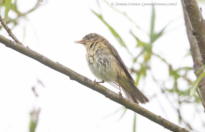 Iberian Chiffchaff
