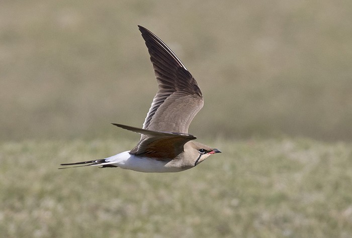 Collared Pratincole
