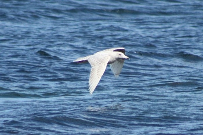 Glaucous Gull