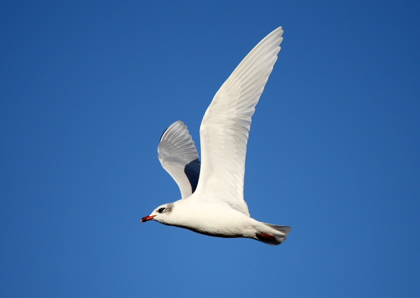 Mediterranean Gull