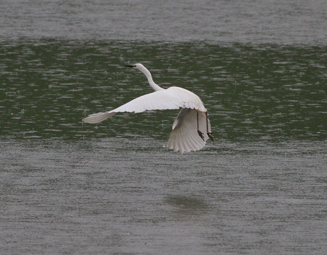 Great White Egret