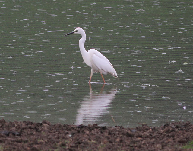Great White Egret
