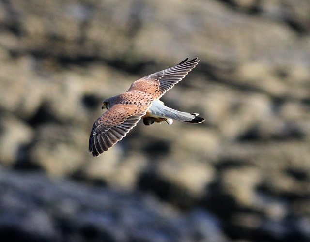 Kestrel