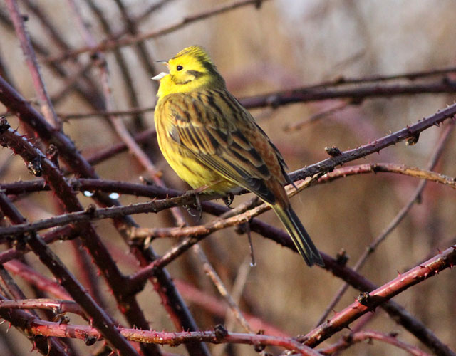 Yellowhammer