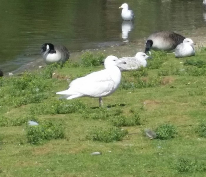 Iceland Gull