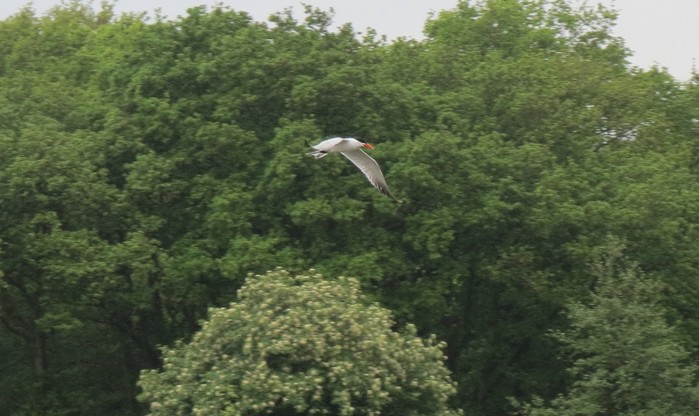 Caspian Tern