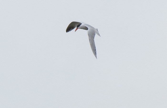 Caspian Tern