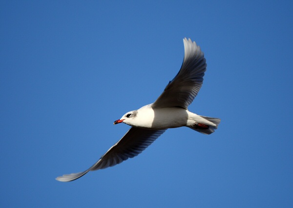 Mediterranean Gull