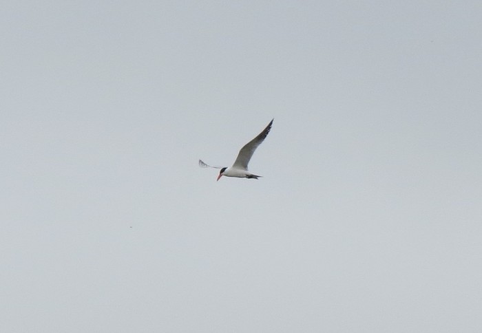 Caspian Tern