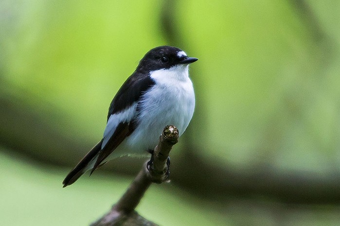 Pied Flycatcher