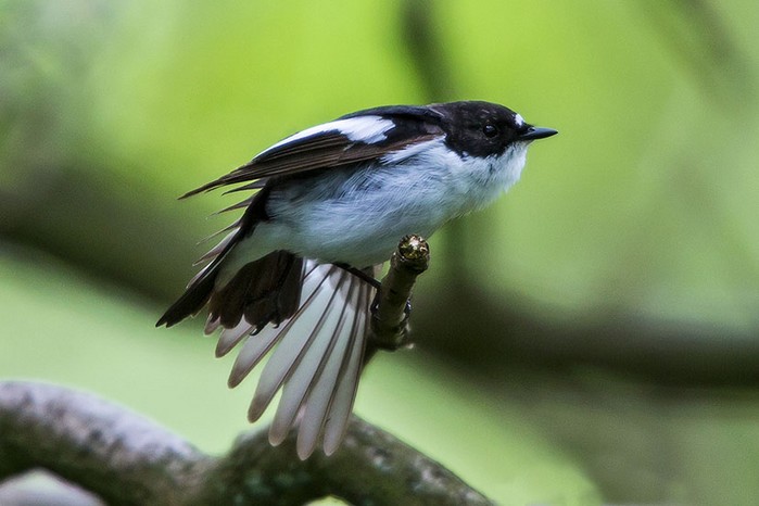 Pied Flycatcher