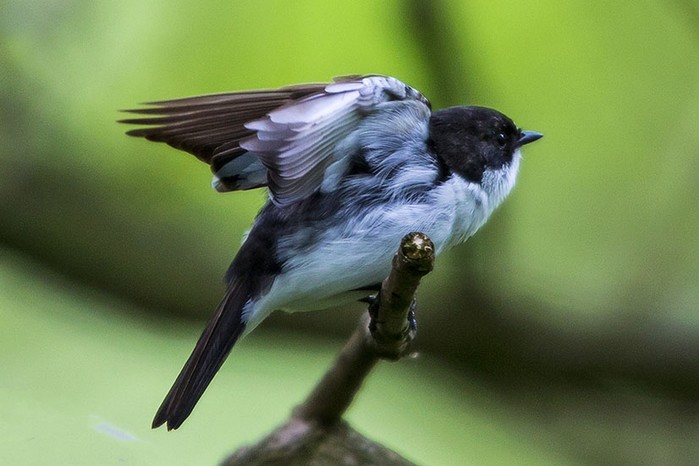 Pied Flycatcher