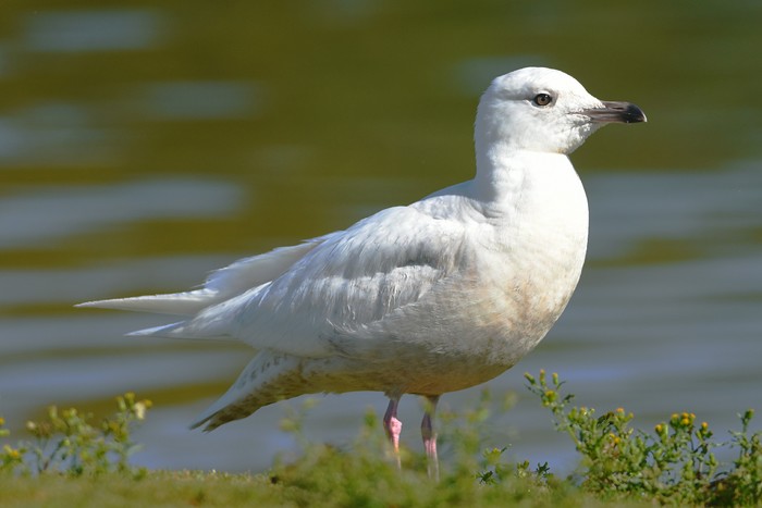 Iceland Gull