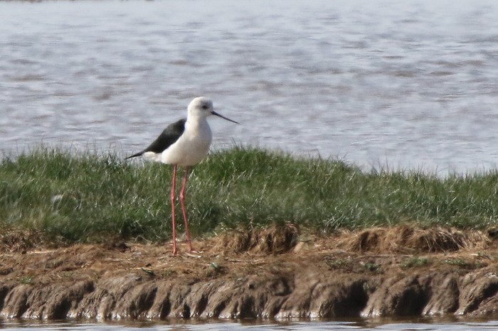 Black-winged Stilt