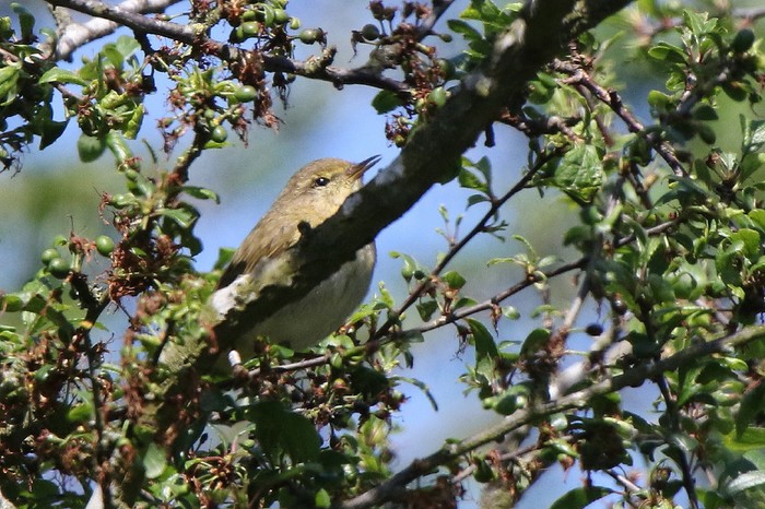 Iberian Chiffchaff