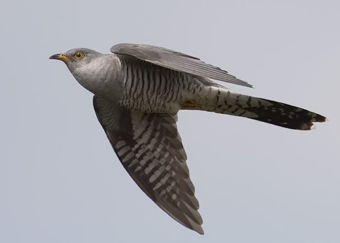Cuckoo
