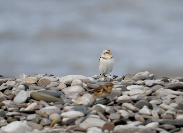 Snow Bunting