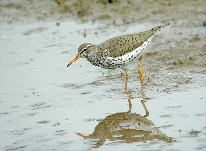 Spotted Sandpiper