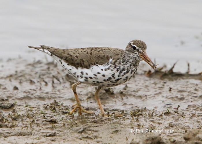 Spotted Sandpiper
