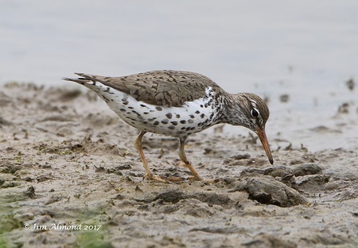Spotted Sandpiper