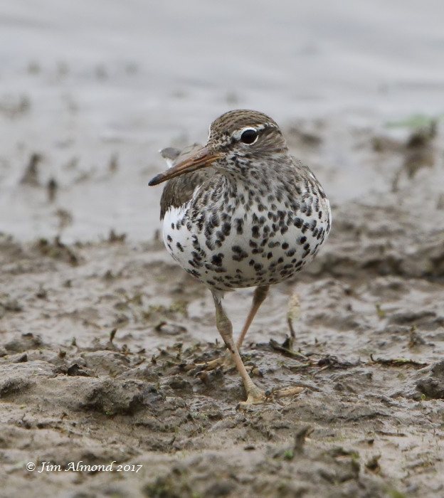 Spotted Sandpiper