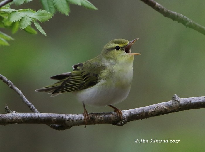 Wood Warbler