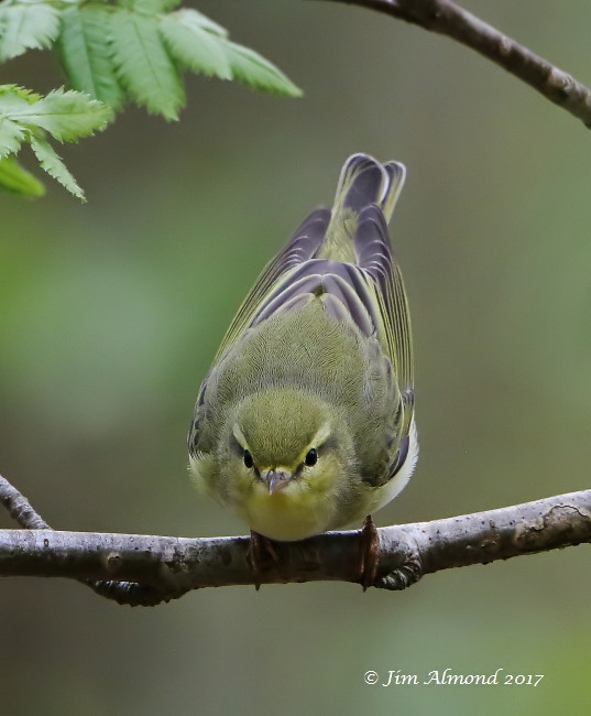 Wood Warbler